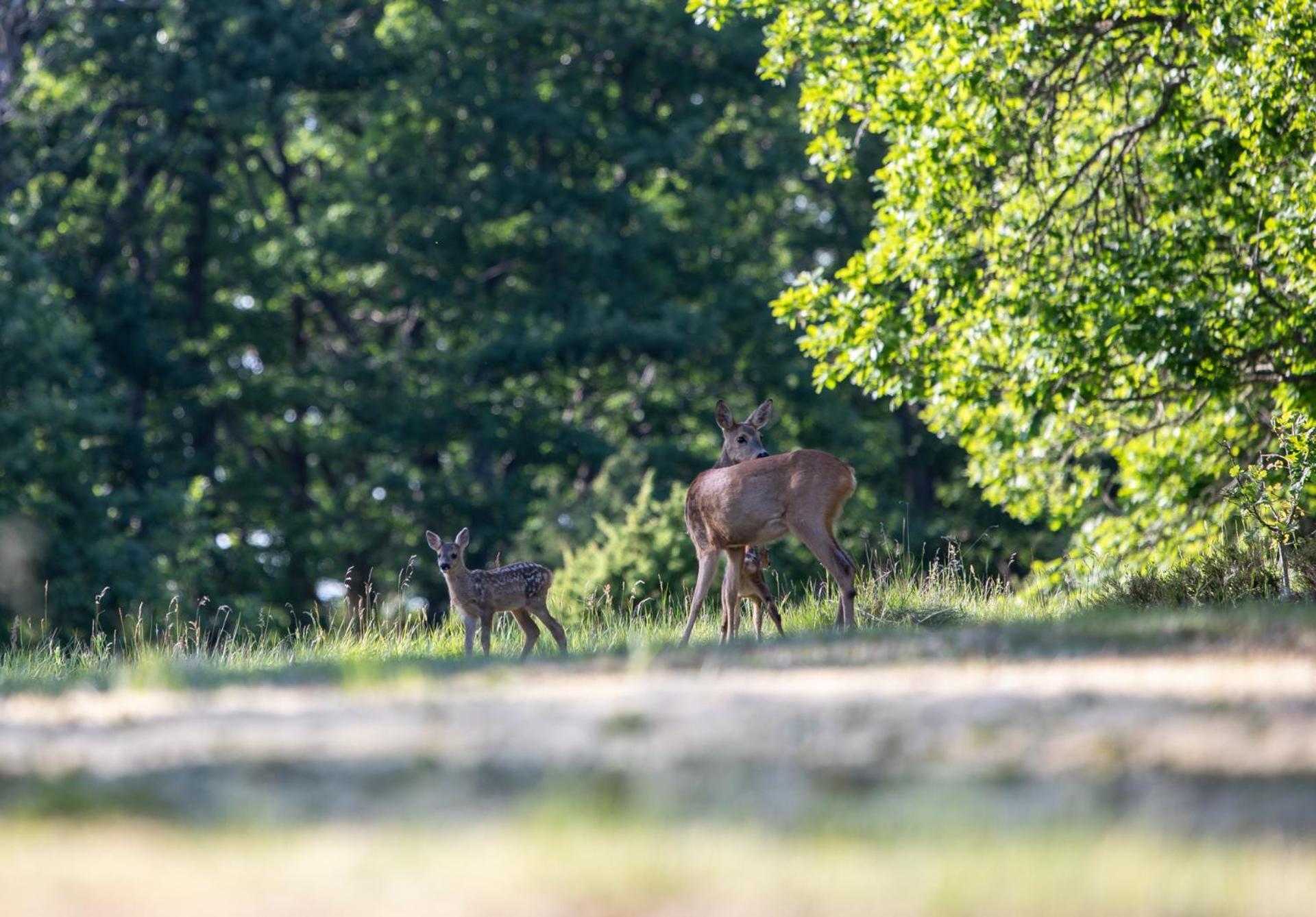 Wild Lodge Nol Eksteriør bilde