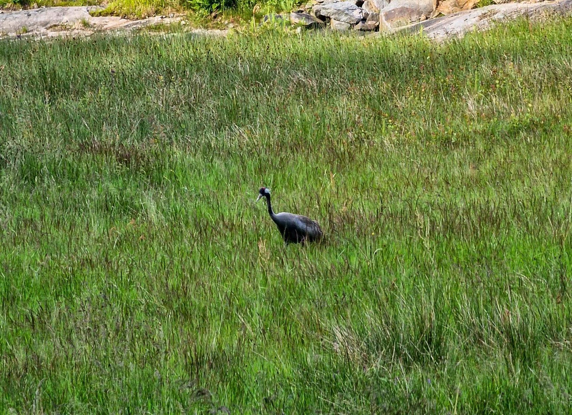 Wild Lodge Nol Eksteriør bilde